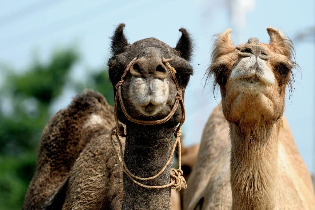 Camel Park, Слънчев бряг